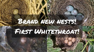 WHITETHROAT! | Bullfinch | Treecreeper | Blackcap and MORE! Bird Nest Walk