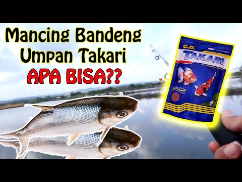 Mancing Bandeng Umpan Takari 