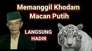 Cara Memanggil Khodam Macan Putih, Dengan Mudah Dan Cepat
