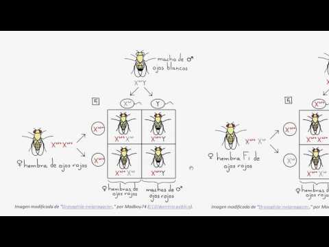 Video: ¿Quién descubrió la drosophila melanogaster?