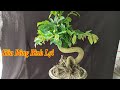 Ngày 9/9. Mai ghép siêu bông Bình Lợi