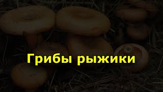 Состав и польза грибов рыжиков. Как готовить рыжики