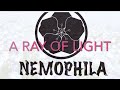 NEMOPHILA【A Ray Of Light(歌詞付き)】