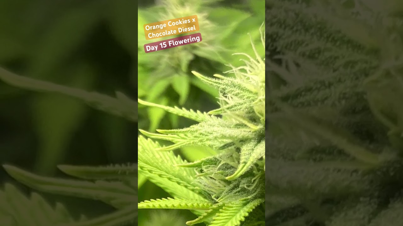 Orange Cookies x Chocolate Diesel Cannabis Strain - Flowering Day 15 Medical Marijuana