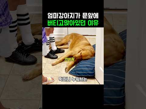 엄마강아지가 문앞에 버티고앉아있던 이유 thumbnail