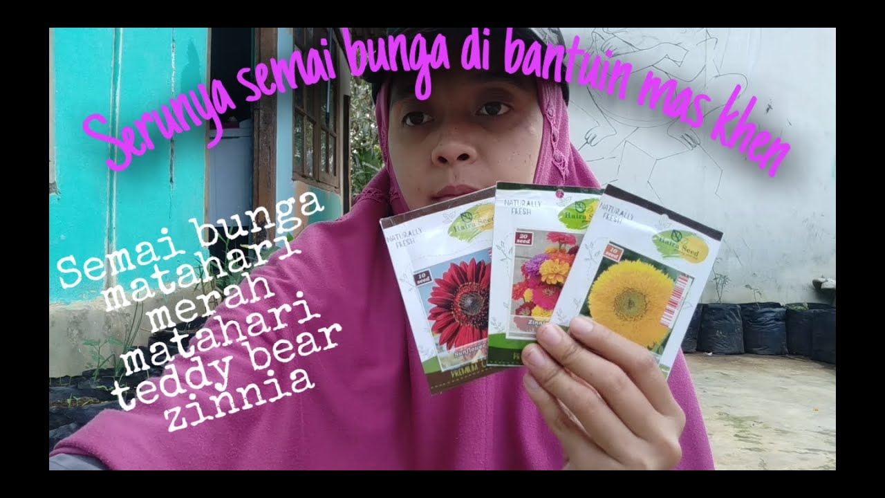 Cara semai bunga  dari biji bunga matahari velvet  Queen 