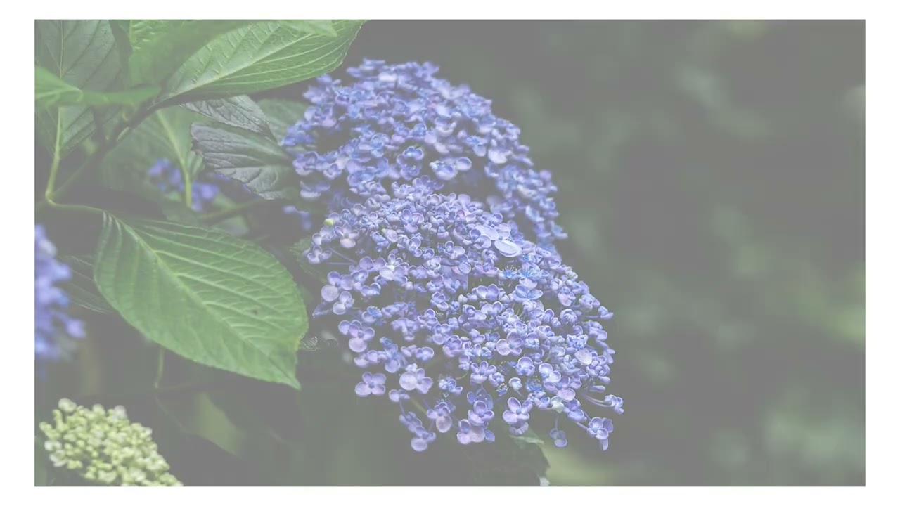 260614 紫陽花の季節 2026 - YouTube