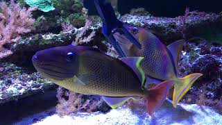 Hair Algae in the Triggerfish Tank!!!