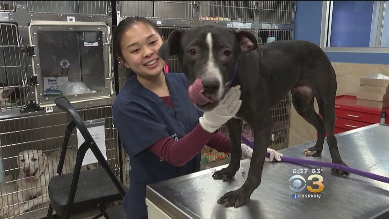 PSPCA Ride-Along Shows Front Line Of Fighting Against Animal Cruelty