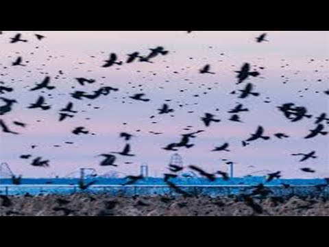 Vídeo: La Misteriosa Muerte De Los Pájaros Se Explica Por La Inminente Catástrofe - Vista Alternativa