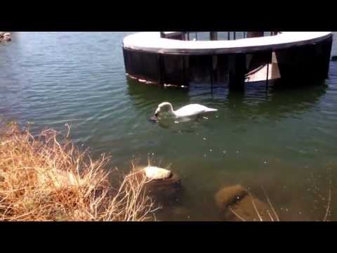 Swan drowns duck to death