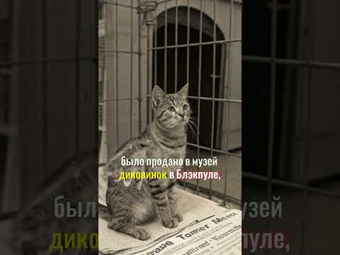 Могут ли кошки летать?