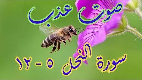 تلاوة عذبة لسورة النحل 5 - 12 ( صوت ينسيك همومك )