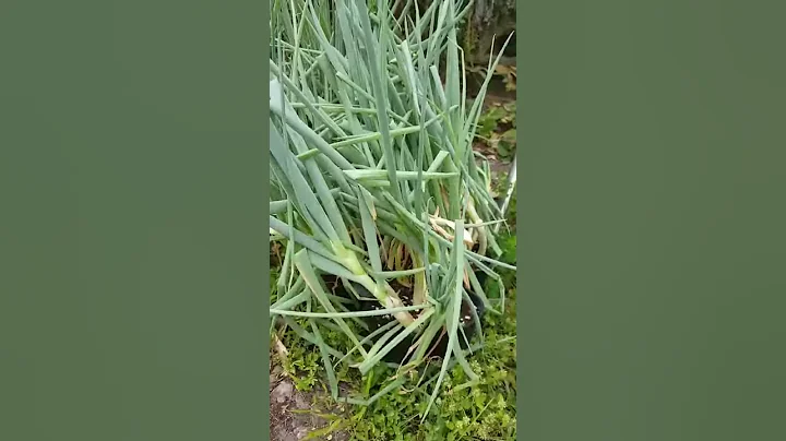 简单种葱！小葱苗变大菜圃，可重复种植，自种聪苗省钱又安心【成志幸福立体植物工厂。03-9227676/0918131312】 - 天天要闻