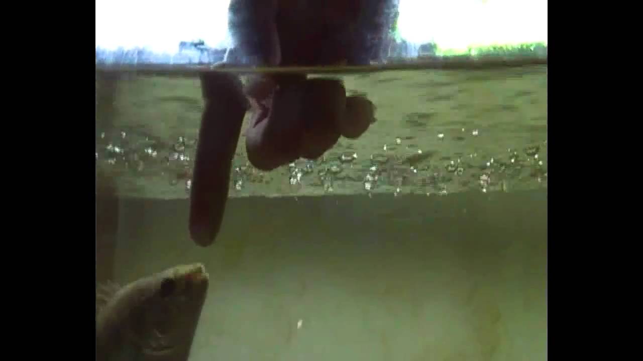 feeding my barcoo grunter