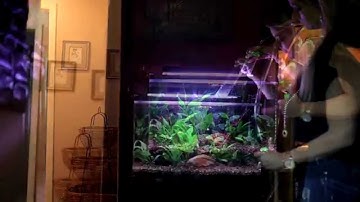 No Spill Clean and Fill Water Change System by Python | Big Al