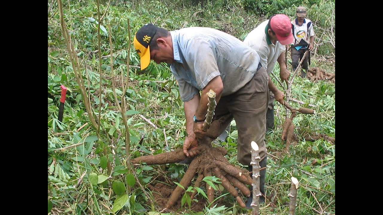 Cultivo tradicional de Yuca y Maíz - TvAgro por Juan Gonzalo Angel