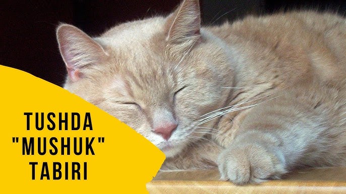 Porno yulduzlar katalogini korib chiqing