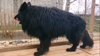 World Best Quality German Shepherd Long Coat Dogs In Poland🇵🇱