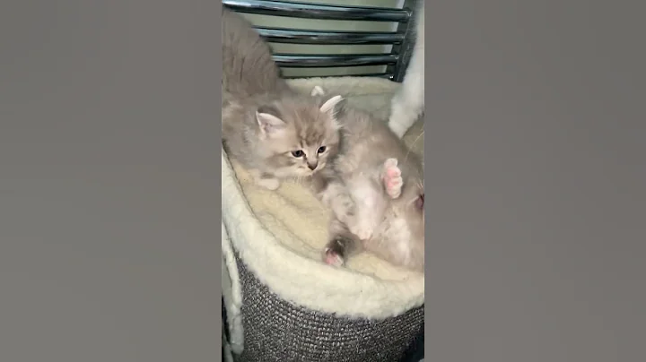 Video 10615041: ragdollkittens cat kitten, cat kitten pets