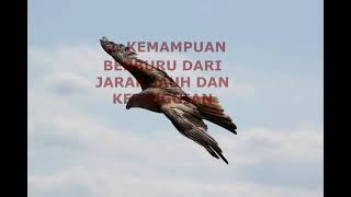 filosofi ELANG yang perlu diketahui