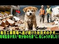 子犬の秋田犬が毎日こっそり工事現場へ逃げていた…不審に思った現場監督が後を追うと――その“真実”が街中を震撼させた！