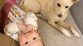 [ENG SUB] Dog Reaction to Baby's Babbling | Jindo Dog Fam Vlog