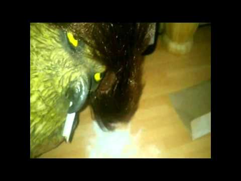 A SCOTTISH OWLS SUNDAY NIGHT