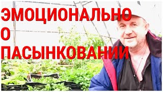 видео: ТоматПомидор Не надо его пасынковать! Просто обрывайте всё до палки! Пасынкование это та-же прополка картинка: ТоматПомидор Не надо его пасынковать! Просто обрывайте всё до палки! Пасынкование это та-же прополка