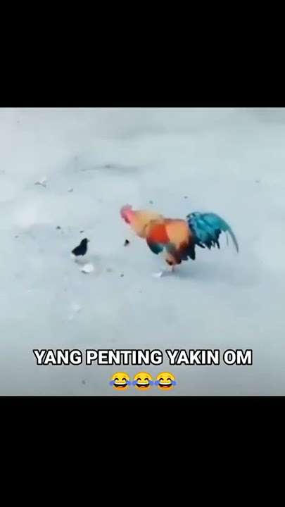 Ayam bertarung - Petarung kecil