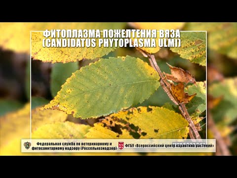 Видео: Симптомы фитоплазмы: что делать с фитоплазменными заболеваниями растений