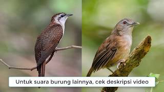 Suara Burung Kedasih VS Pelanduk Semak Bersahutan Asli dari Alam