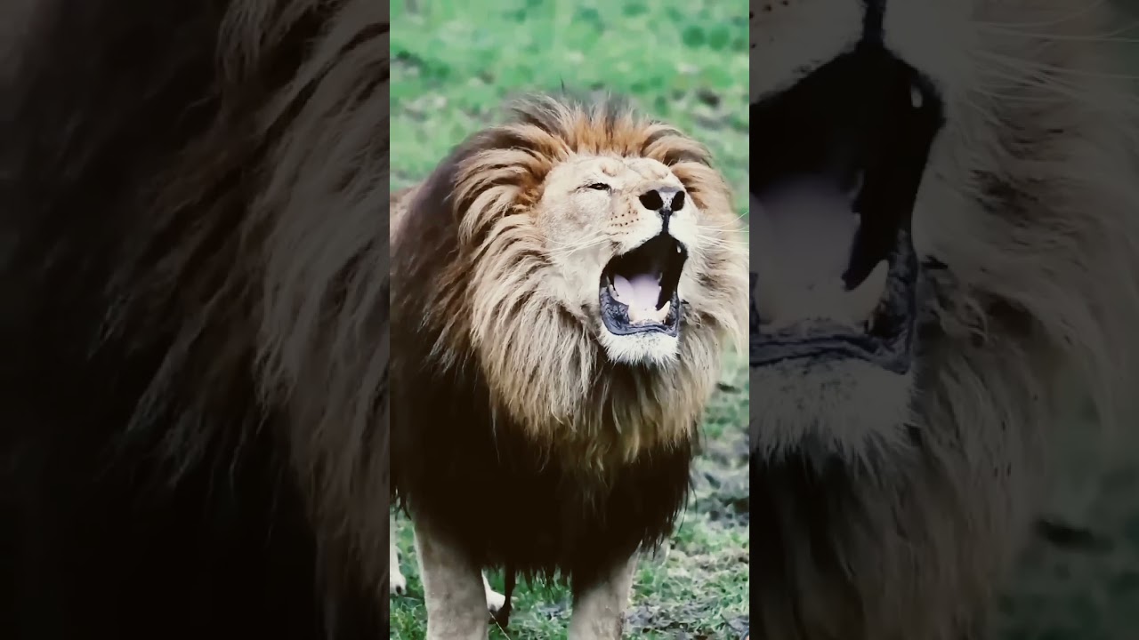 #lion