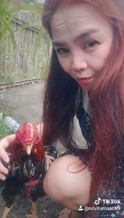 Tiktok  bersama  ayam2  jagoku ayam  bangkok