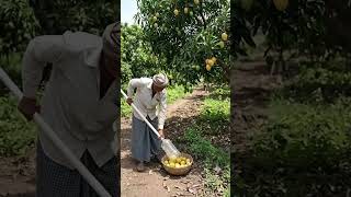 🍋🍋🥭देसी जुगाड़ Viral Trick😲#MangoPicking #DesiJugad #VillageLife #PVCPipeHack