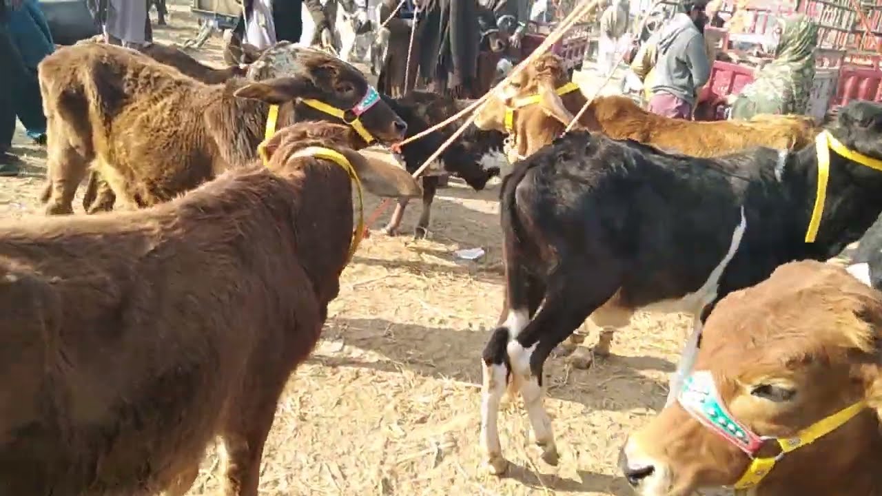 BAHAWALPOR CATTLE MARKET LATEST PRICE UPDATE || Zero Size Claves Price In Pakistan || Bachra Farming