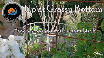 How I created a multi-stem birch tree  and how to take hardwood cuttings