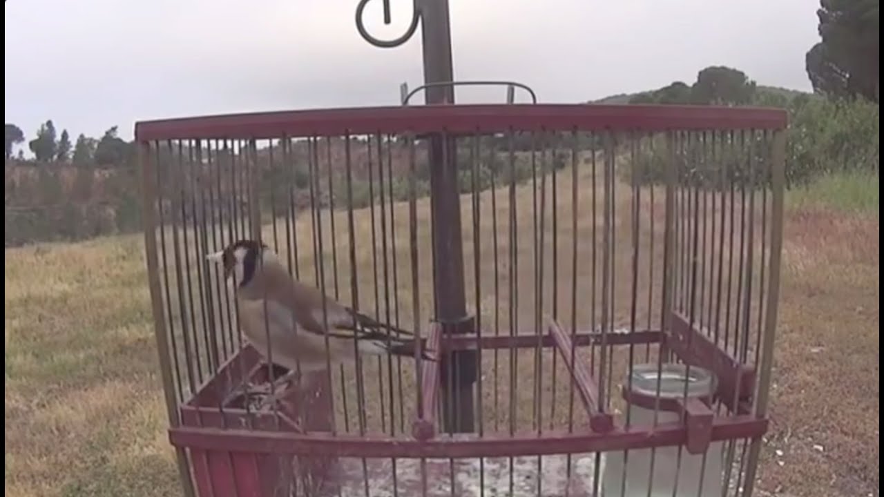 GOLDFINCH SONG to ATTRACT Other Birds GOLDFINCH SONG to ATTRACT Other Birds