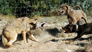 The Lone Hunter No One Can Outsmart | Meet the Coyote