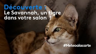 Découverte : le Savannah, un tigre dans votre salon !