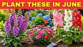 Plant These 10 Self-Seeders in June and Watch Your Garden Return Forever
