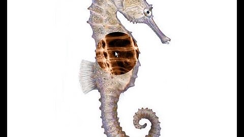 Javascript animation. SVG clipPath animation [Seahorse x ray]. Interactive Web Animation