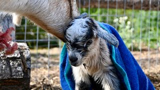 Our goat had twins! | The Homestead Diaries Ep. 41