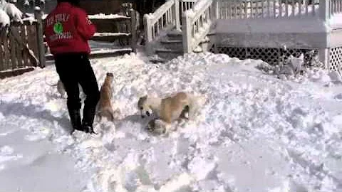 Whippet Fun In The Snow!!!