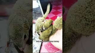 Download Lagu Tupai Kekes #animals #amazing MP3