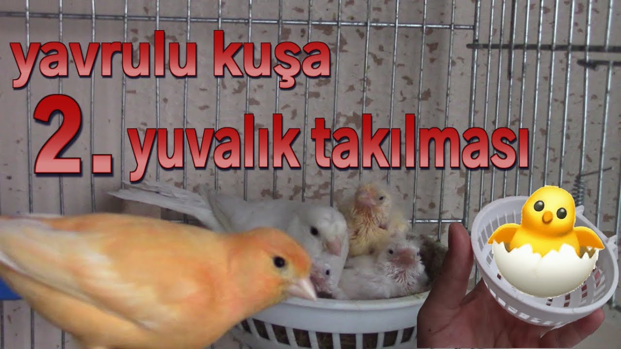 Yavru Büyüten Kuşuma İkinci Yuvalık Taktım | Yeni Yumurtalar Yolda 👍😉