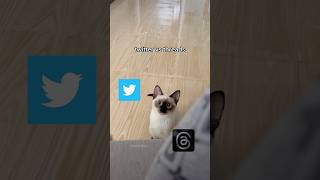 twitter vs threads 🫣 my cat has spoken! 😽 funny cat videos | tofu the siamese cat #threads #cats