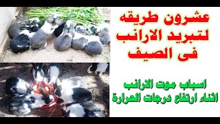 عشرون طريقه لتبريد الارانب فى الصيف اسباب موت الارانب اثناء ارتفاع درجات الحرارة