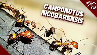Camponotus Nicobarensis | Why YOU should try keeping Exotic Ants