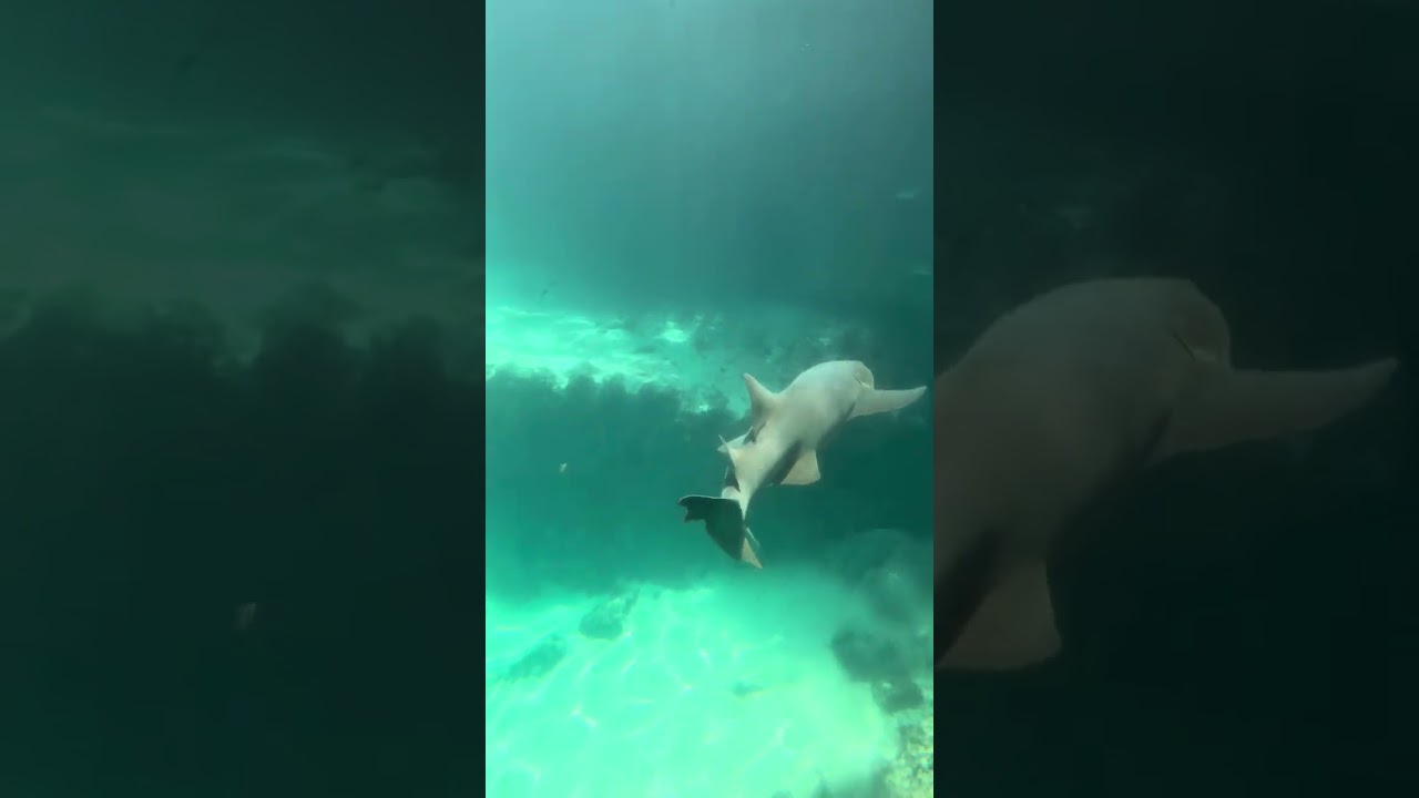 Xcaret Park Guide: Aquarium, Sharks, Dolphins & More